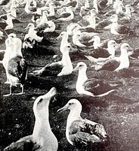 Albatross Colony On Laysan Island 1936 Bird Print Nature DWU13 - €17,28 EUR
