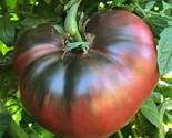 50 Cherokee Purple Tomato Seeds Heirloom Non-Gmo Fast Shipping - $8.99