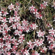 US Seller 50 Seastar Widows Cross Sedum Sea Star Stonecrop Sedum Pulchellum Flow - £10.95 GBP