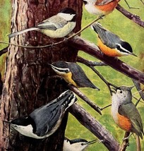 Chickadee Nuthatch Titmouse 1936 Bird Art Lithograph Color Plate Print D... - $39.99