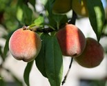 Dwarf Peach Tree {Prunus Persica} Fast Growing 5 Seeds - $10.49