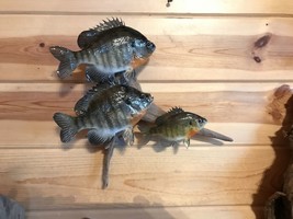 Real Skin Beautiful Sunfish Bluegill Panfish Fish Taxidermy Wall Mount - £274.09 GBP