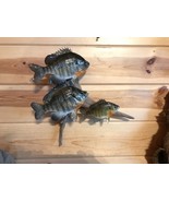Real Skin Beautiful Sunfish Bluegill Panfish Fish Taxidermy Wall Mount - £275.25 GBP