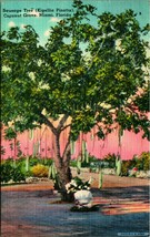 Sausage Tree Kigellia Pinatta Coconut Grove Miami Florida FL Linen Postcard - £3.06 GBP