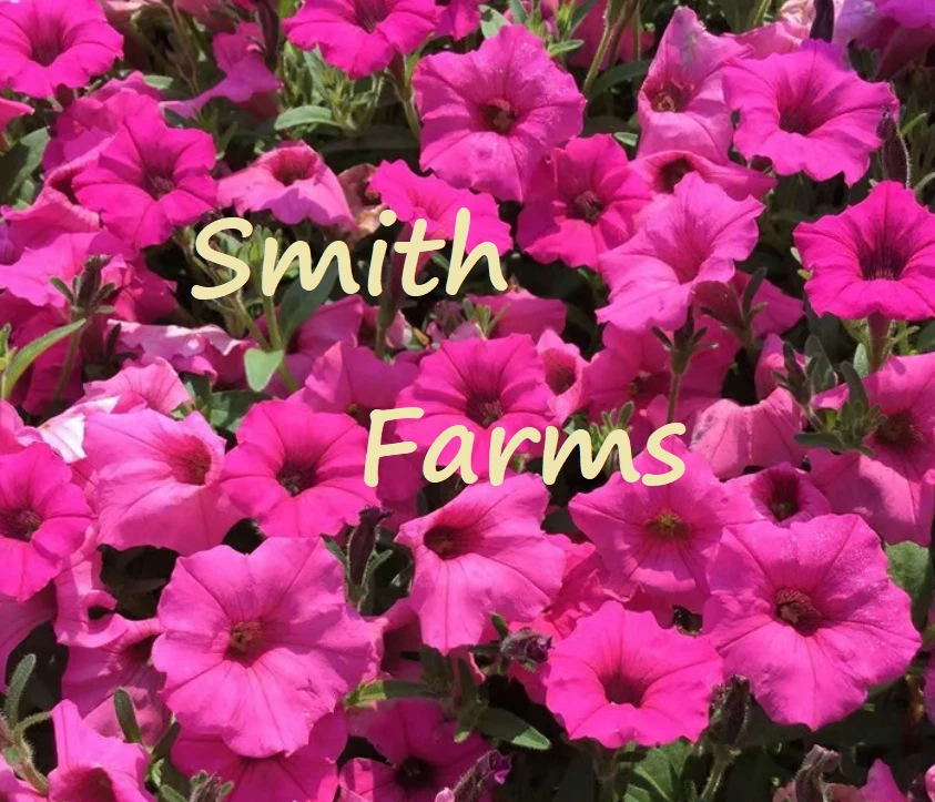 50+ Seeds Bright Pink Petunia Flowers Garden Planting Perennial - $11.39