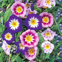 Morning Glory Dwarf Ensign Mix 25 Seeds  From US - £5.08 GBP