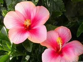 Hibiscus Palm: Handpoured, 6 pc Soy Wax Melt Set: Floral &amp; Tropical! - $13.00