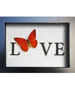 Be Mine Valentine Red Heart Appias Nero Real Butterfly Framed Shadowbox - $80.33 CAD