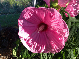 7 Pink HIbiscus Flower Seeds-1284 - £3.14 GBP