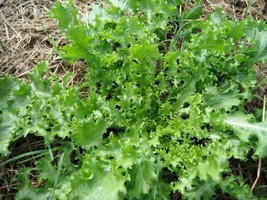 1000 pcs Salad King Endive Italian Chicory Cichorium Endivia Vegetable Seeds - £7.04 GBP