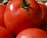 Homestead Tomato Seeds 100 Vegetable Garden Salad Slicing Sauce Fast Shi... - $8.99