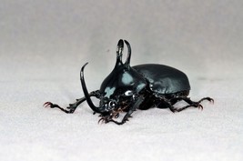 Eupatorus Birmanicus Beetle Statuette Fine Insect Figurine Bugs - £29.38 GBP