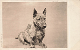 Il Scozzese Terrier ~1905 Circa W Faulkner British Cartolina - £7.91 GBP