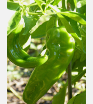 Easy To Grow Seed - 50 Seeds Chili Pepper Hatch Lumbre Xxx - £3.18 GBP