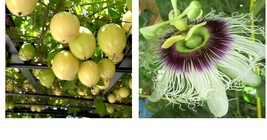 Live Starter Plant SWEET SUNRISE Passion Fruit Passiflora edulis Self Fertile - £33.56 GBP