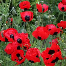 500 seeds Poppy LADY BIRD Crimson Red Black Lady Bug Poppies Butterflies NonGMO - £9.42 GBP