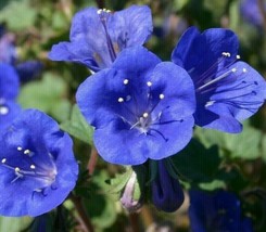 US Seller California Bluebell Flower Seeds 500 Annual Phacelia Campanularia Fast - £7.94 GBP