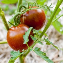 Black Prince Tomato Seeds 30 Seeds Buy 2 Get 1 Free NON-GMO - £2.42 GBP