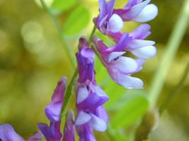 SKMO 100 Hairy Crown Vetch Russian Vetch Vicia Villosa Flower Vine Seeds - £13.22 GBP