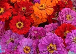 50 Zinnia Magellan Seeds Mix Annual Long Lasting Flower Red,Orange,Lavender - $17.96