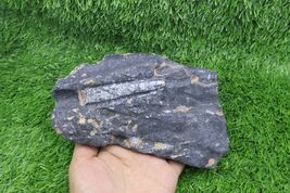 Orthoceras Fossil Plate – Genuine Devonian Sea Creature from Morocco- Fo... - $24.75