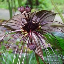 Black Bat Flower Tacca Chantrieri Cat Whiskers Devil Flower Seeds Garden... - $6.90