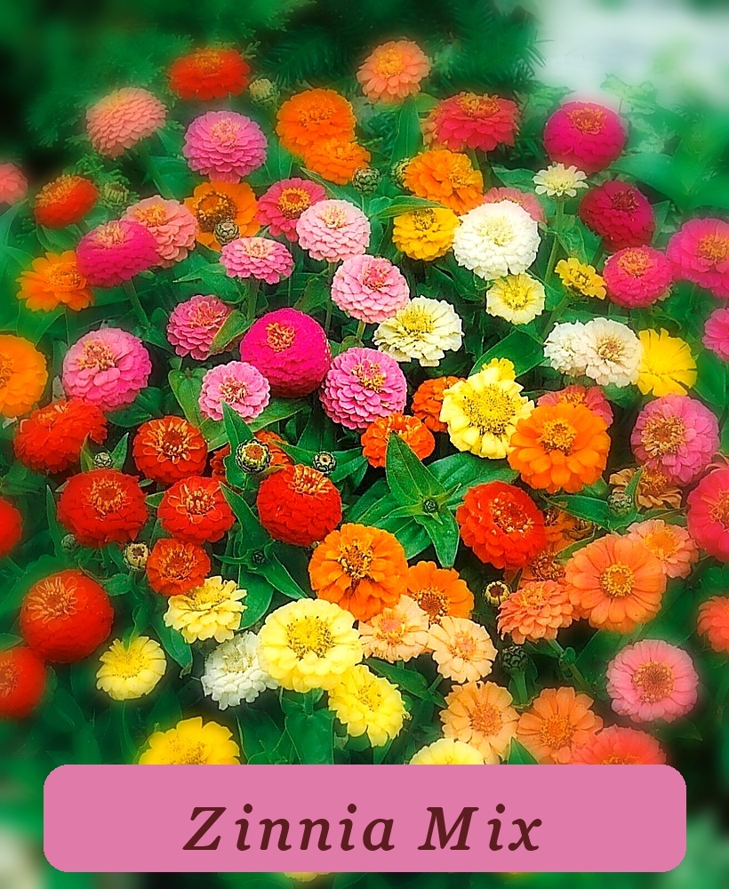 200+ Zinnia Dwarf Fast Growing Thumbelina Mix Butterflies Hummingbirds Cut - $4.09