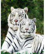 White Tiger geographic nature Print great wall hanging &quot;8x10&quot;decorations... - $10.88