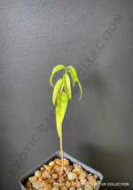 USA Seller 2&quot;&quot; Pot Plant Mahogany Swietenia Mahagoni Hardwood Caoba Wood... - $43.24