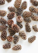 Set of 20 Ponderosa Pine Cones Dried Natural All Sizes October Harvest D... - €12,96 EUR