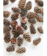 Set of 20 Ponderosa Pine Cones Dried Natural All Sizes October Harvest D... - €12,96 EUR