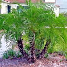 FROM USA Dwarf Pygmy Date Palm Tree Seeds (Phoenix roebelinii) Great Indoor Hous - $11.45