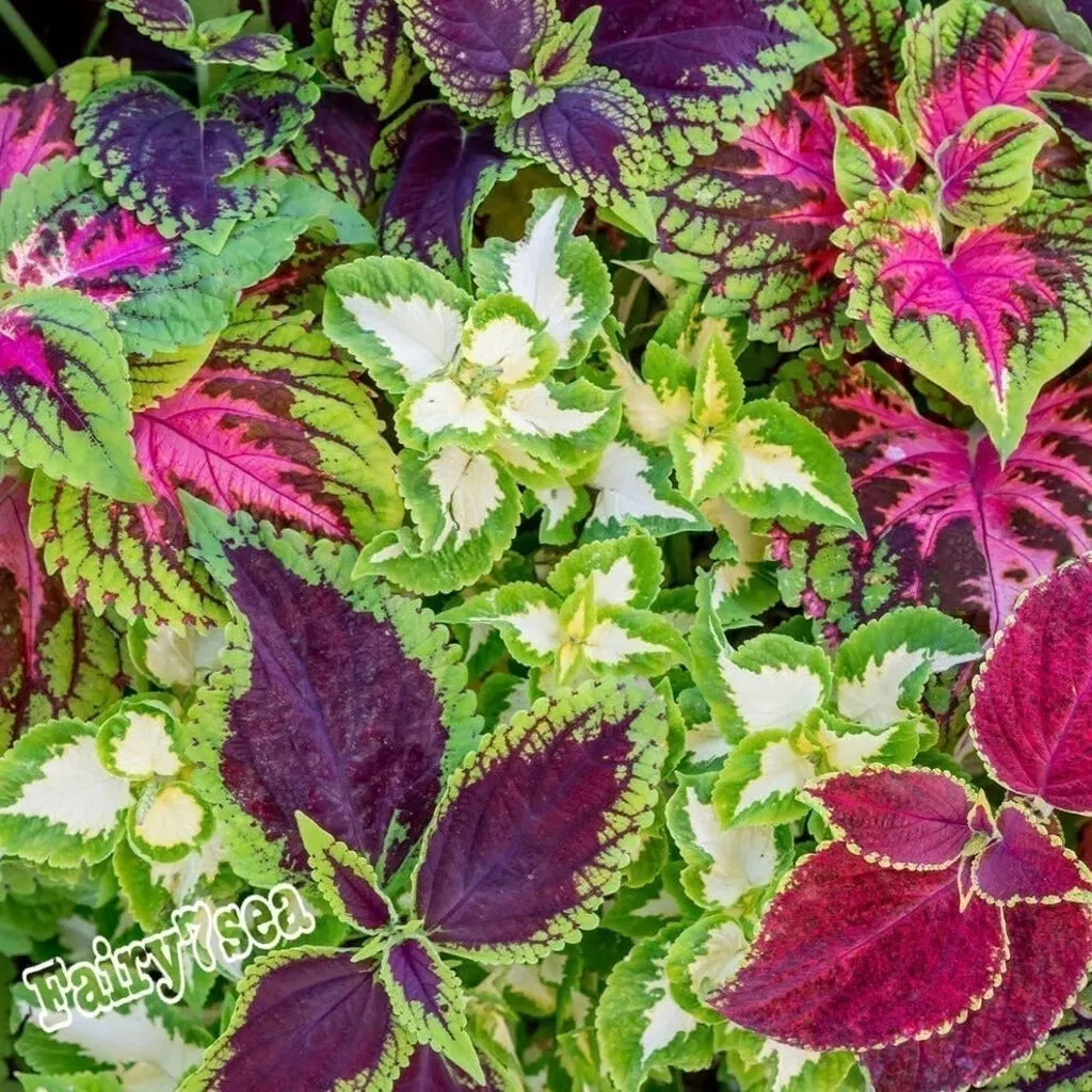 Coleus Seeds - Solenostemon Scutellarioides - Painted Leaves, Rainbow Co... - €2,86 EUR