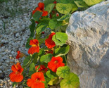 25 Nasturtium Seeds Mix Rock Cress Climbing Edible Flowers Tropaeolum Majus - $8.99
