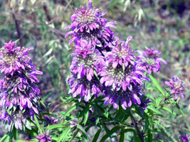 Beebalm Lemon Bee Balm Flower 1105 Seeds From US  - £6.58 GBP