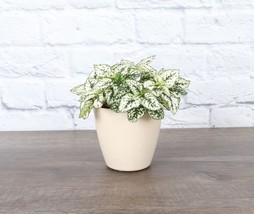 1 Pcs White Splash Plant - Natural Biodegradable Pot - 4" Live Houseplant - $50.58