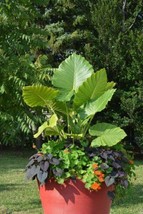 2 Plants - Alocasia ‘Calidora’ Elephant Ear– Persian Palm - Large 1 Gall... - £67.94 GBP