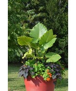 2 Plants - Alocasia ‘Calidora’ Elephant Ear– Persian Palm - Large 1 Gall... - $85.00