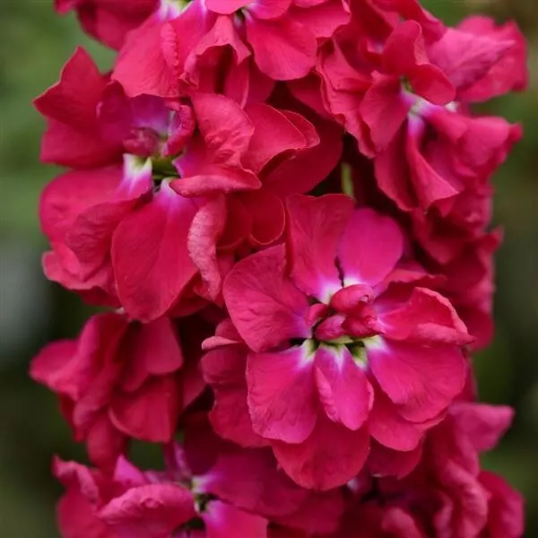 Column Stock Pacific Crimson - 25 Seeds, Non-GMO - $8.69