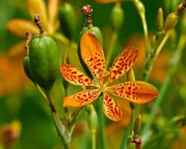Belamcanda Chinensis (Leopard Lily) 50 seeds - $3.30