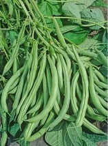 Volunteer Half Runner Bean Seed, Heirloom, Non GMO - £12.02 GBP