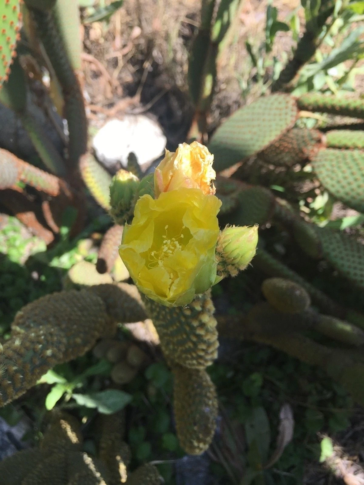 Bunny Ear Opuntia Microdasys cactus, yellow flowers, 5 pads, 5&quot;  long each - $18.83