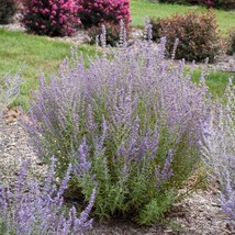 Perovskia Atriplicifolia Russian Sage Starter Plant Dormant New Fast Shi... - $28.50