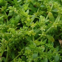 Rupturewort Seeds Herniaria Glabra 20 Seeds Usa Fast Shipping - £23.09 GBP