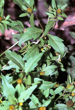 SGHOST 50 Purplestem Tickseed Wetland Purple Ornamental Gras Bidens Connata Seed - $10.61