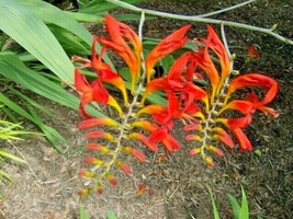 US Seller 20 Crocosmia Lucifer Seeds Seeds Fast Shipping - £10.89 GBP