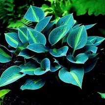 100 Seeds Hosta Halcyon Plants Perennials Shade Hosta Flower Grass Seeds - $30.00