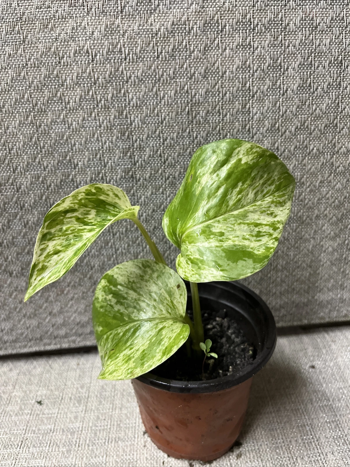 marble queen pothos - $25.90