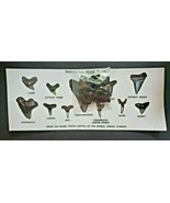 Vintage Prehistoric Shark Teeth and Card From Venice Florida New Old Sto... - £23.88 GBP