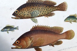 Antique Print Perch fish by Emrik & Binger (1865) chromolithograph print framed - $149.25